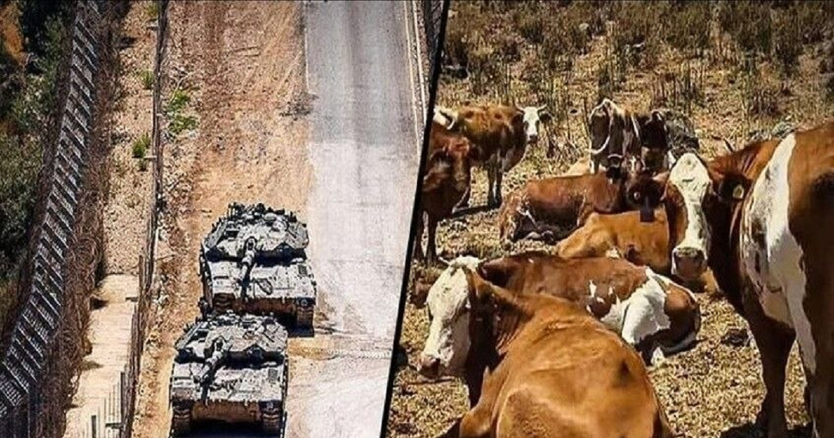"سرية الأبقار".. مشروع إسرائيلي للسيطرة على الأراضي السورية